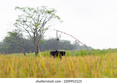 Bird Repellent In The Fields. Similar To Scarecrow