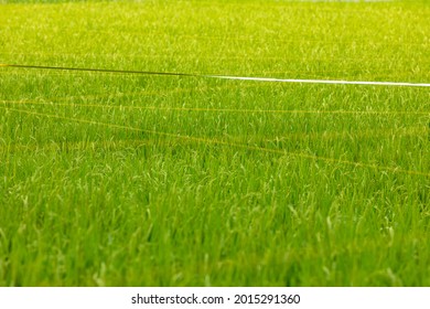 Bird Repellent Tape Stretched Over Rice Ears In Paddy Fields