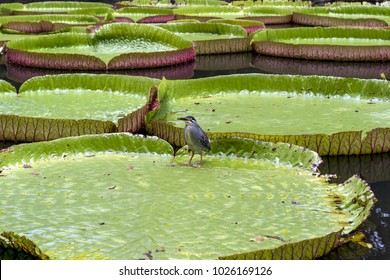 A Bird Resting On The Big Royal Lilies In A Botanical Garden On Mauritius Island