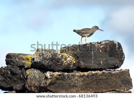 A bird resting on old stones ta Icelands Lake Myvatn