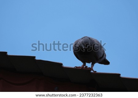 The bird is resting on the roof