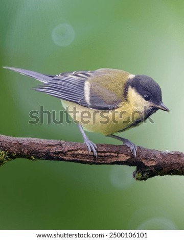 Similar – young great tit with sunflower seed