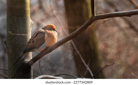 Bird resting in a tree