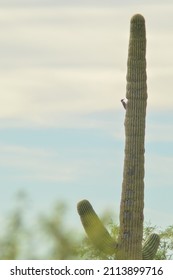 A Bird Rests On The Side Of A Saguaro Cactus In Saguaro National Park, Arizona.