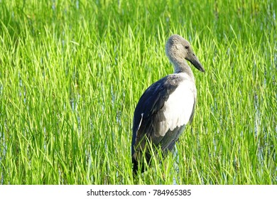 Bird Rice Field On Morning Time Stock Photo 784965385 | Shutterstock