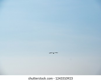 bird at riverside