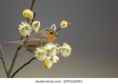 Bird Robin Erithacus rubecula, small bird, spring time in Poland Europe - Powered by Shutterstock