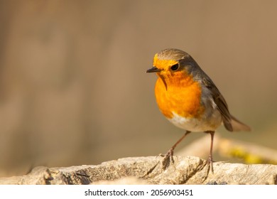 Bird robin on a stump in the forest in autumn - Shutterstock ID 2056903451