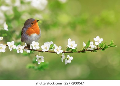 bird robin sitting on cherry branches with white flowers on a sunny spring day