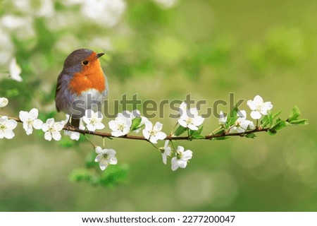 bird robin sitting on cherry branches with white flowers on a sunny spring day