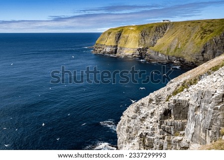 The bird rock with Northern Gannet birds nesting overlooking Cape St. Mary's Ecological Reserve in Newfoundland and Labrador Canada.