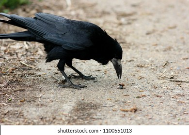 9,674 Rook birds Images, Stock Photos & Vectors | Shutterstock