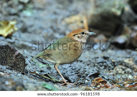 Similar – Hawfinch