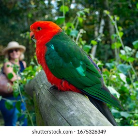 Bird Sanctuary - Crags, Plettenberg Bay