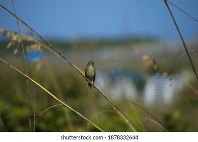 Bird In Sand Dunes At Cape Canaveral Beach