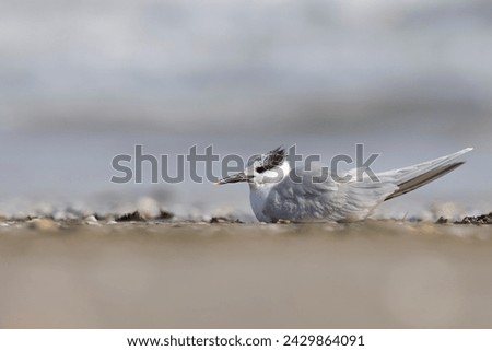 Bird, the Sandwich tern (Thalasseus sandvicensis), on the beach.