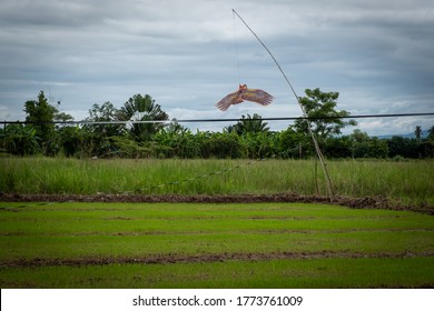 Bird Scare Device, Eagle-like Kite Hung On Top Of Bamboo Stick To Chase Away Birds From Steal Young Rice.