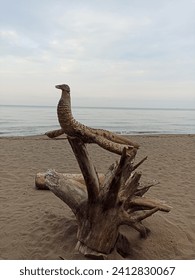 Bird sculpture made of wood and roots on the beach