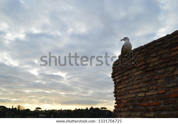 Bird Seagull Foro Romano Rome Italy Stock Photo Edit Now