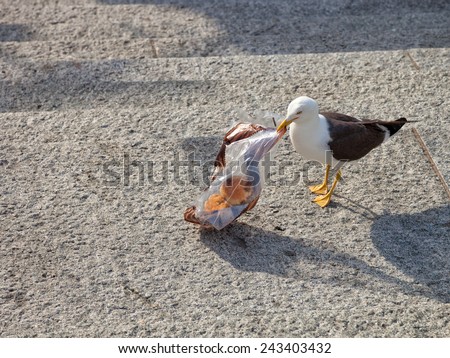 The bird - Seagull searching food in plastic bag. 