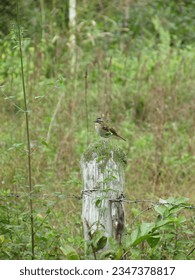 bird seating in the trunk tree