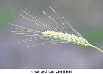 Bird Seed Barley Grass Ears