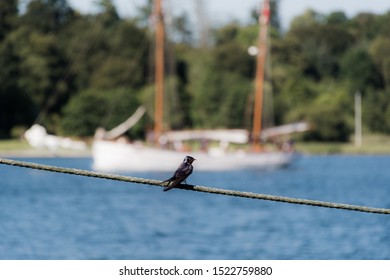 
Bird Seen At Middelfart  Denmark