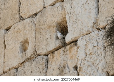 A bird shelters in a rock crevice of the western wall in the Old City of Jerusalem, Israel.  - Powered by Shutterstock