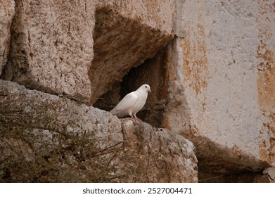 A bird shelters in a rock crevice of the western wall in the Old City of Jerusalem, Israel.  - Powered by Shutterstock