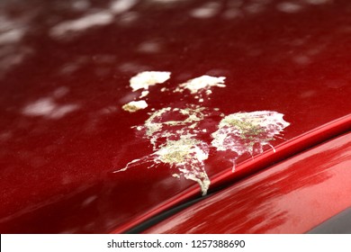 bird shit, drop of bird stain on red car surface, dirty waste of birds dropping splatter, dirty stain bird shit close-up, drop of bird poop splattered (selective focus)