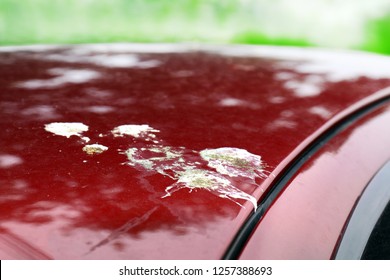 bird shit, drop of bird stain on red car surface, dirty waste of birds dropping splatter, dirty stain bird shit close-up, drop of bird poop splattered (selective focus)