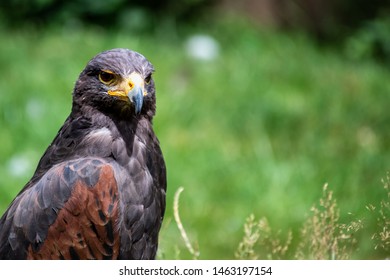 Birds Of Prey Feathers Stock Photos Images Photography