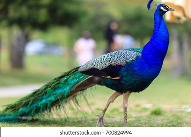 Bird Side View Of Peacock