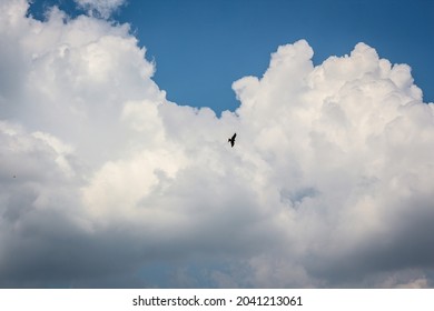 A bird silhouette flying through a bright blue sky. eagle silhouette flying above clouds 