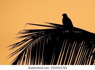 A bird silhouette perched on a palm during sunset - Powered by Shutterstock