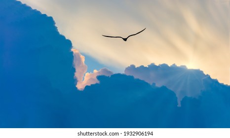 A Bird Silhouette is Soaring Above the Clouds Moving toward the Sun Rays