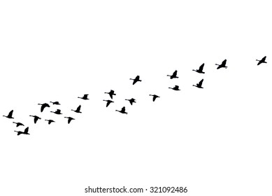 Vector Isolated Silhouette Bird Flying Stock Vector (Royalty Free ...