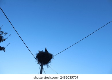 Bird silhouettes nesting against blue sky. Birds in urban environments. - Powered by Shutterstock