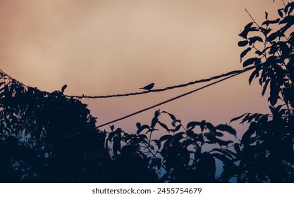 Bird silhouettes perched on a wire with a dusky orange sky in the background, framed by dark tree leaves. - Powered by Shutterstock