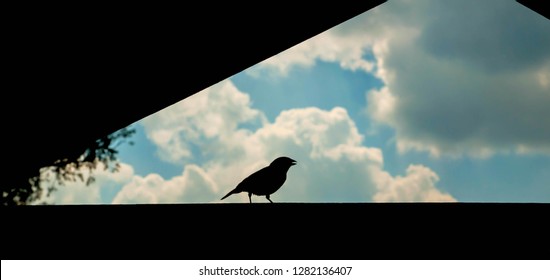 A bird singing