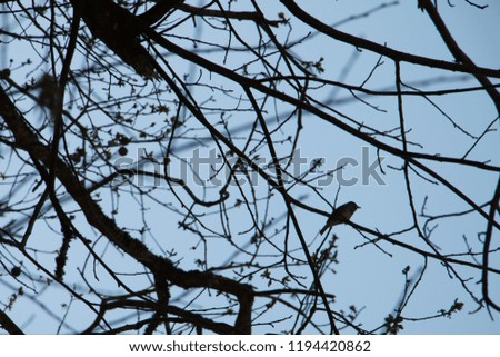 Image, Stock Photo No.x6b Bird+branch+beautiful weather….