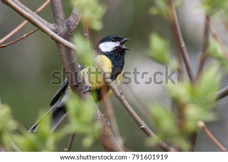 Bird singing in spring forest with fresh green tree in Sunny day. Great tit, parus major, in fresh spring with open beak. Wild animal in natural environment.