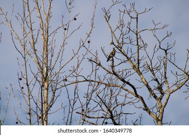 Bird Siting Tree Alone Stock Photo 1640349778 | Shutterstock