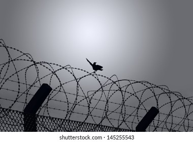 Bird sitting on barbed wire - Powered by Shutterstock