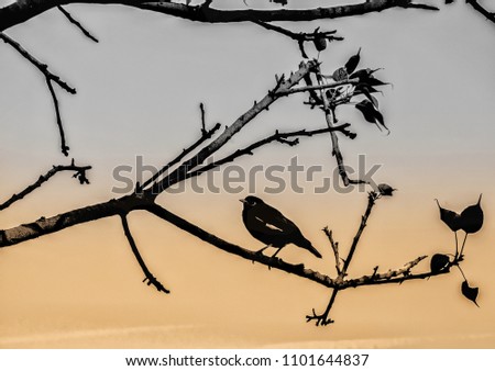 Similar – Image, Stock Photo COMPETITION Bird Starling