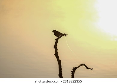 Bird sitting on a branch against golden yellow sunset sky - Powered by Shutterstock