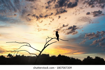 A BIrd Sitting on a branch while Sun sets.