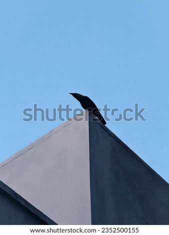 Bird sitting on the building top art image