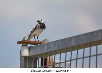 Bird Sitting On A Fence, Making Noise