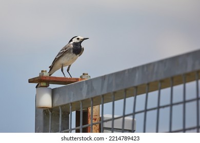 Bird Sitting On A Fence, Making Noise